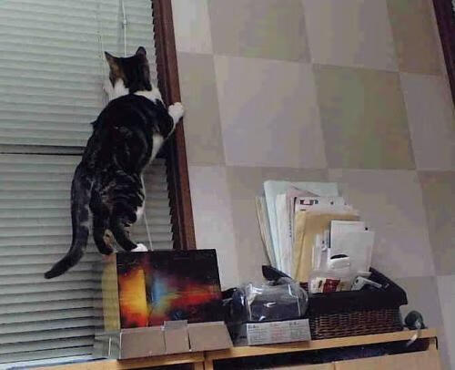 开云体育在线-赛道猎杀，当红牛二队成为颠覆者，维斯塔潘如何改写规则