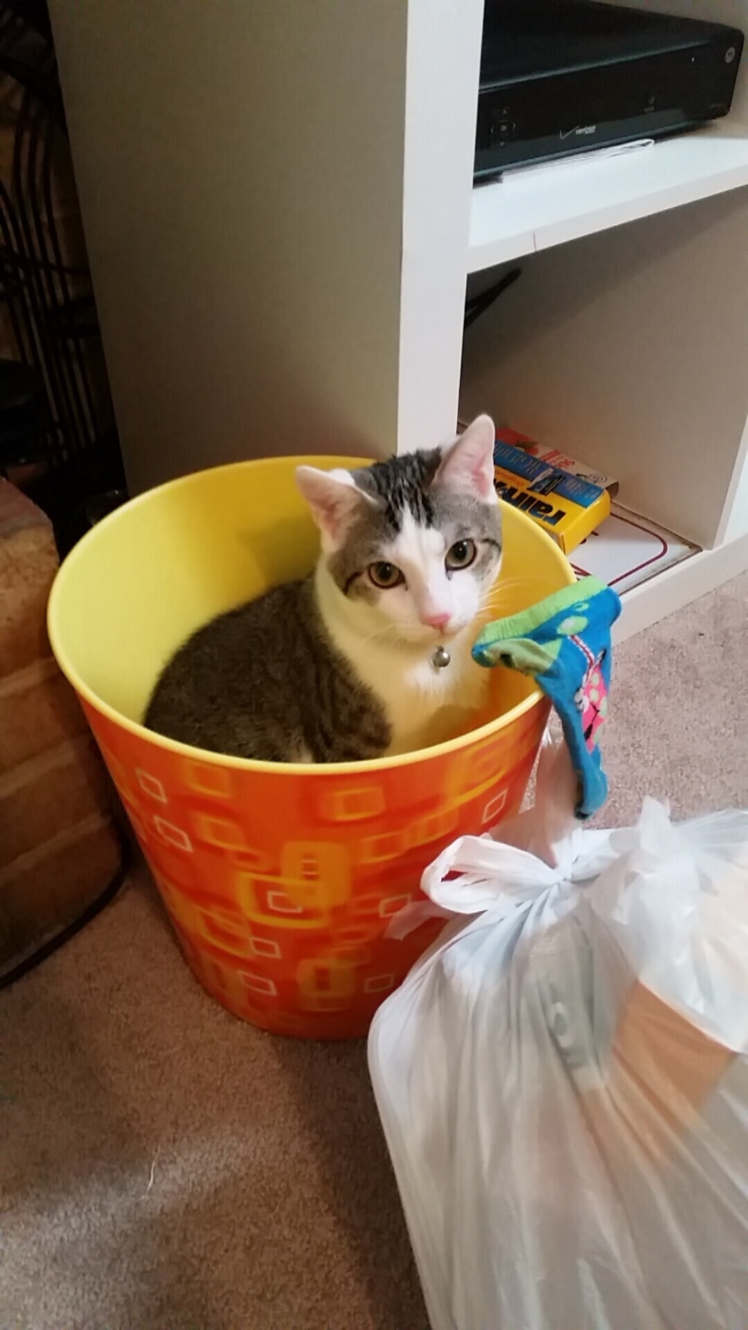 开云sport-双线告捷，德国队逆转波兰队，樊振东带队取胜