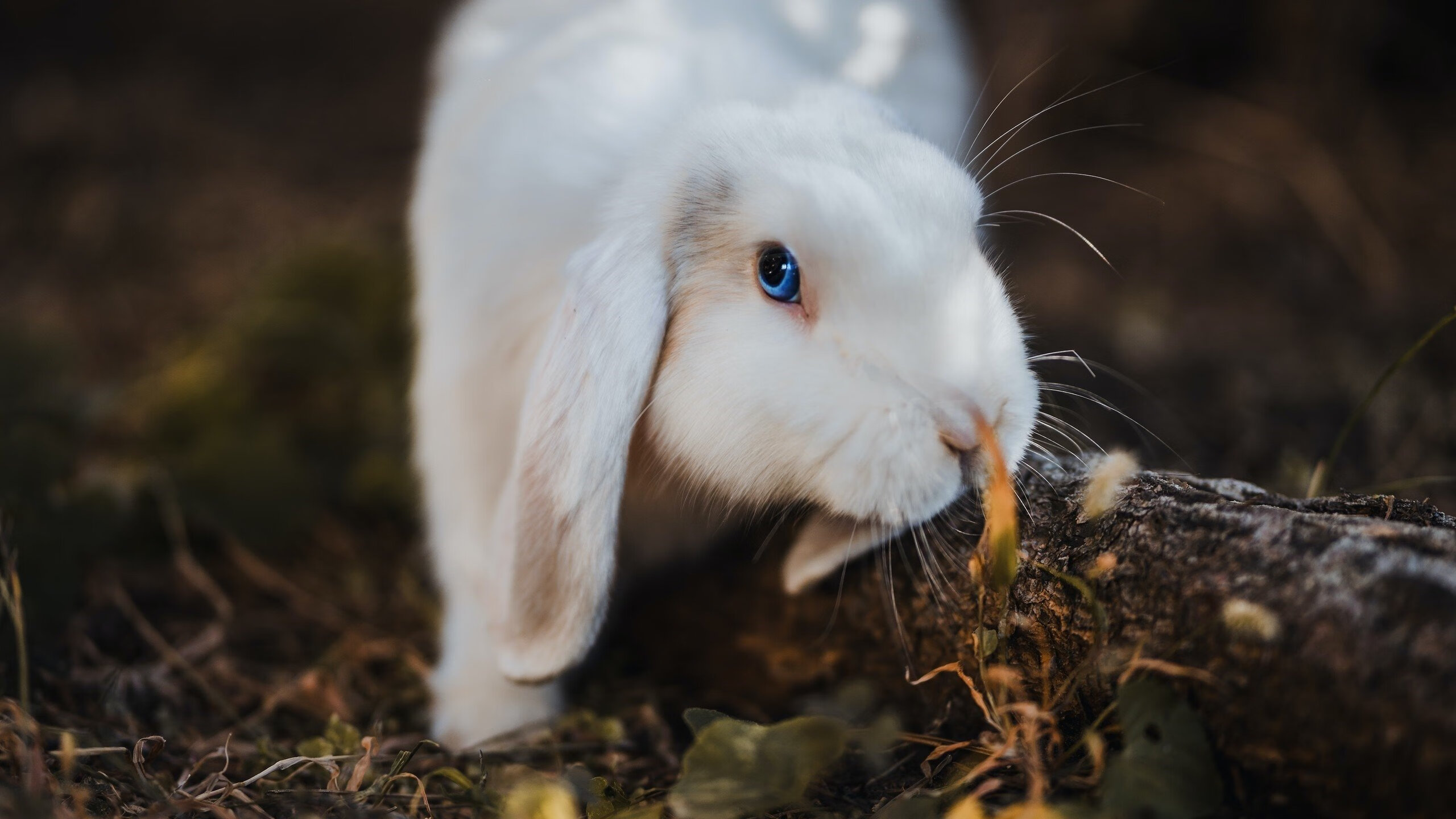 开云体育中国-铁闸与利矛，快船窒息防守下的小贾伦个人秀