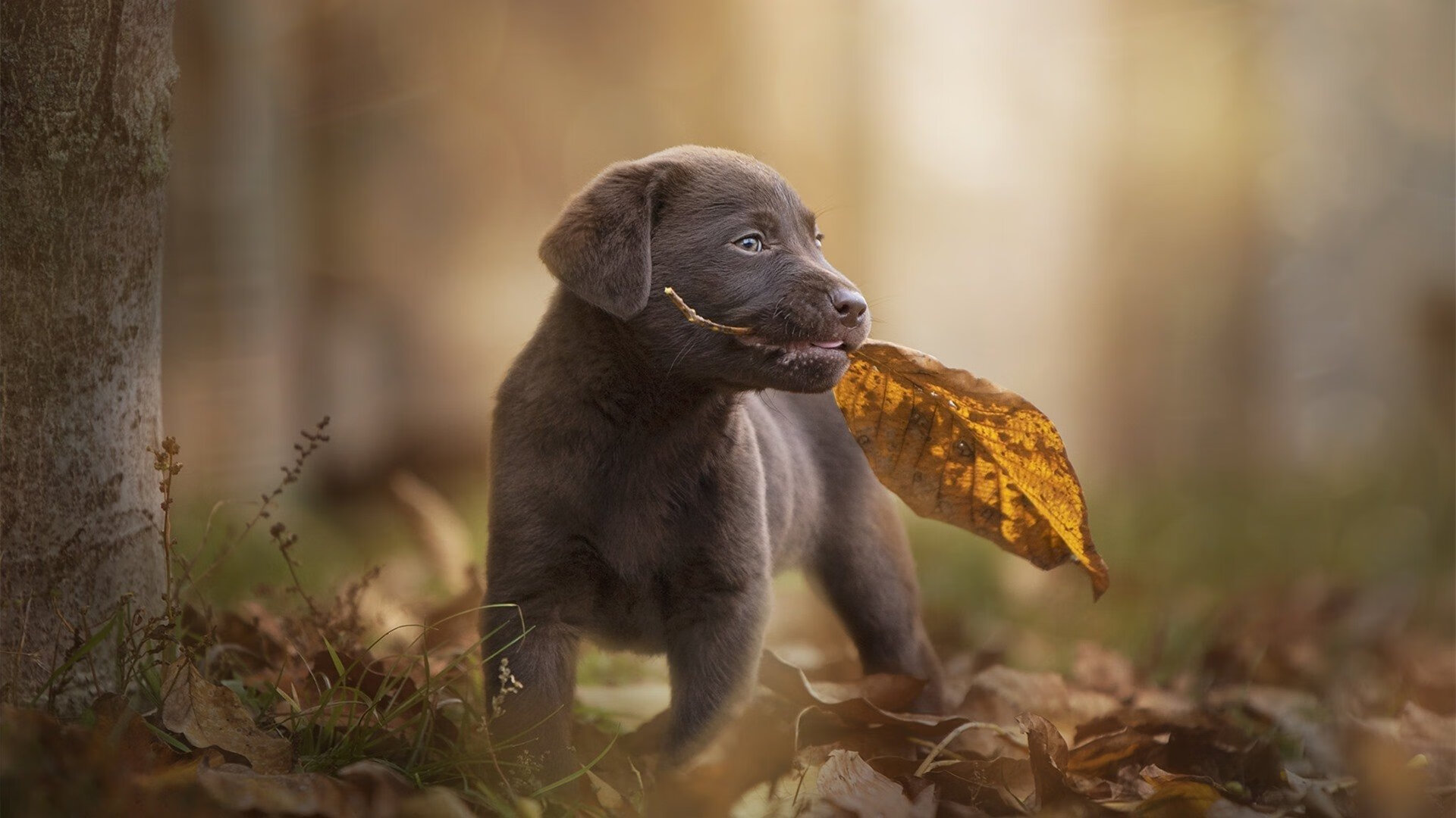 彻底碾压！金色阳光染绿安卡拉，京多安一己之力接管年度焦点之战在一场被誉为年度最具观赏性的国际足球友谊赛中
