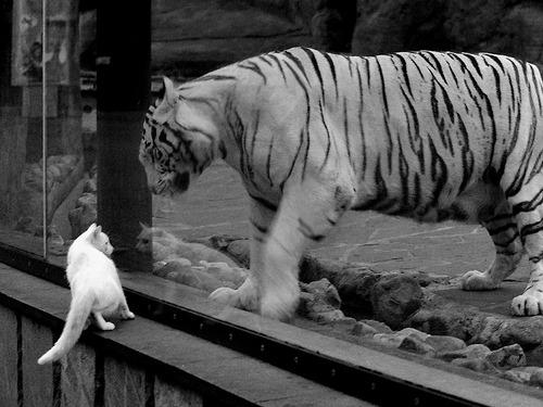 星轨校准之夜,欧文于世界排名争夺战中定义完美