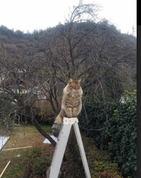 铁闸金玟哉世界级发挥，莱比锡红牛欧冠生死战力克里昂晋级