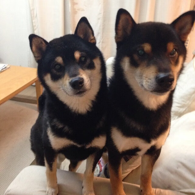 掘金掀翻辽宁队，东决关键战焦点战的跨联盟震撼对决