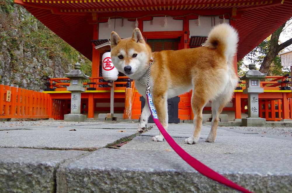 奥运周期关键战，独行侠提前终结悬念，辽宁王朝金身将破？