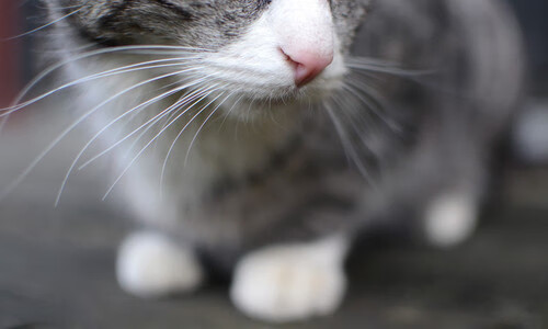 开云体育平台APP-波斯湾的枪声，卡塔尔资本的关键战，基耶萨化身蓝色火焰击溃阿森纳