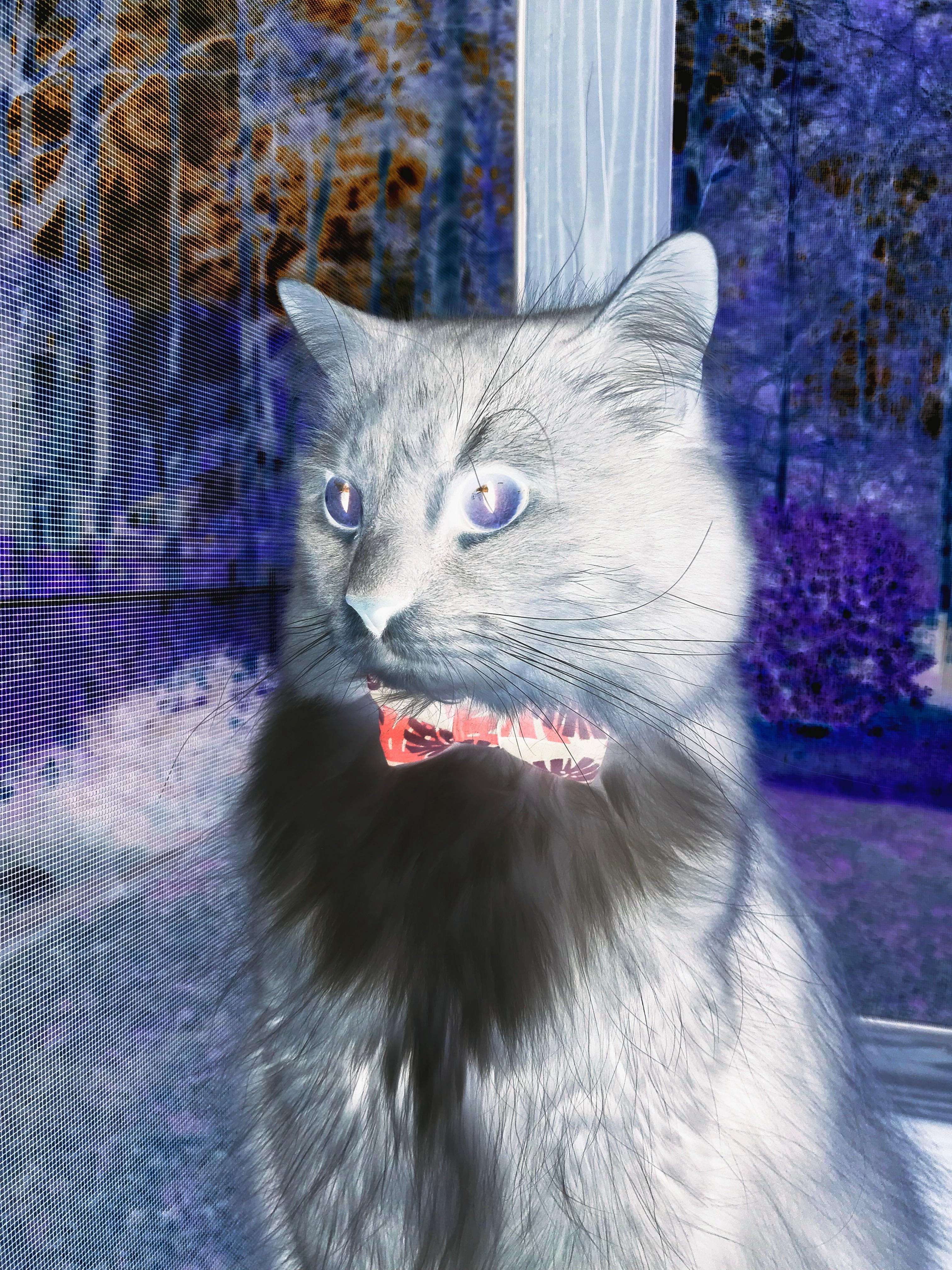 开云sport-足球殖民，当加拿大终结埃及，金玟哉如何成为现代关键先生